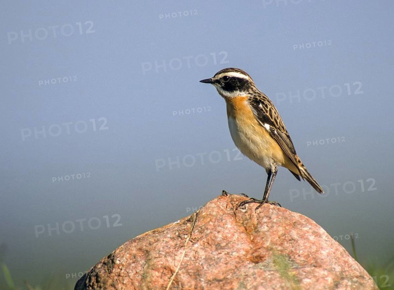 Whinthroats, saxicola rubetra, whinchat, birds, males, passeri, songbirds, birds