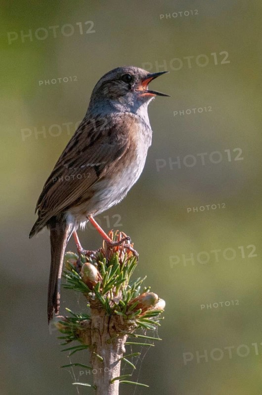Dunnock, Dunnock, Prunella modularis, birds, song, high size, portrait format, passeri, singing, songbirds, birds