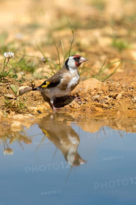 Carduelis carduelis, goldfinch, goldfinch, goldfinch, bath, bird bath, birds, high size, portrait format, mirror, passeri, songbirds, mirror image, drinking, birdbath, birds, watering place