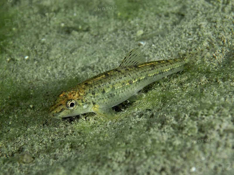 Small gudgeon (Gobio gobio) lies quietly on the sandy underwater bottom with light algae growth, dive site Klosterinsel, Rheinau, Canton Zurich, Rhine, High Rhine, Switzerland, Germany