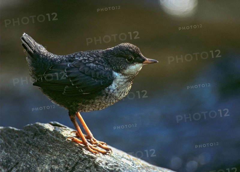 Cinclus cinclus, dippers, birds, adolescent, juvenile, leo, passeri, songbirds, birds