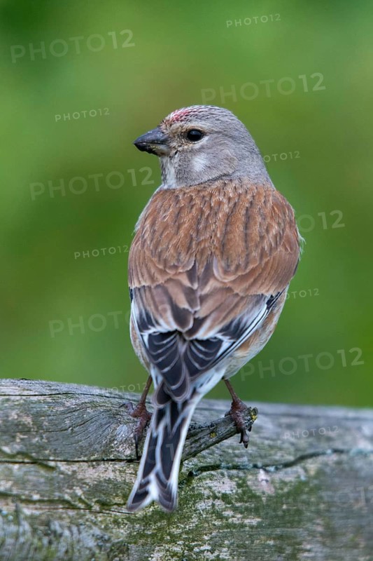 Acanthis cannabina, bloodtail, linaria cannabina, linnet, birds, high size, portrait, hanfling, male, passeri, songbirds, birds
