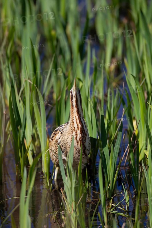 Great or Eurasian bittern (Botaurus stellaris) adult bird in a reedbed, RSPB Minsmere nature reserve, Suffolk, England, United Kingdom
