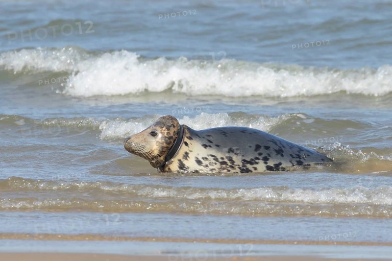Atlantic grey seal (Halichoerus grypus) adult animal resting in the surf of the sea with a rubber ring around its body, England, United Kingdom
