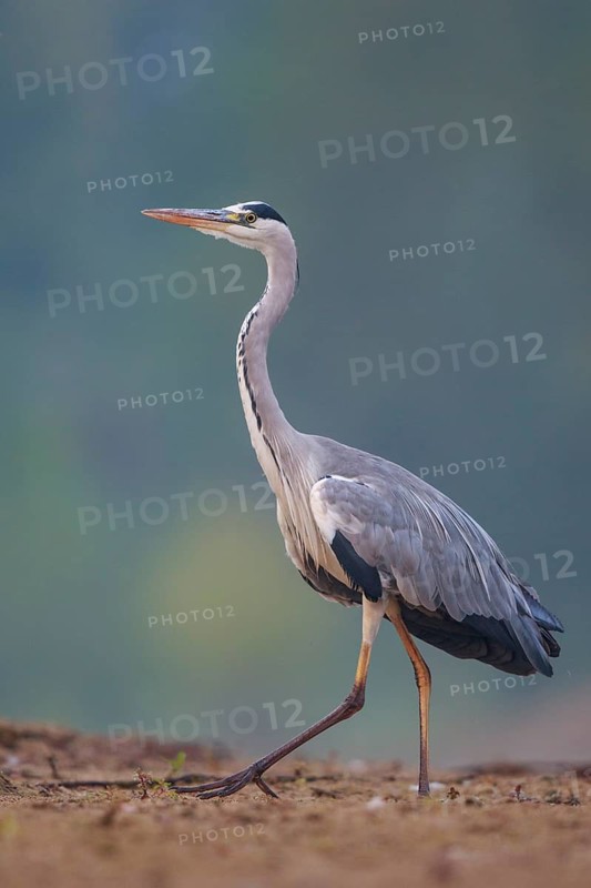 Grey Heron (Ardea cinerea), North Rhine-Westphalia, Germany