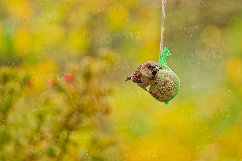 House sparrow (Passer domesticus) feeding from hanging suet feeder during light rain in autumn garden, Germany