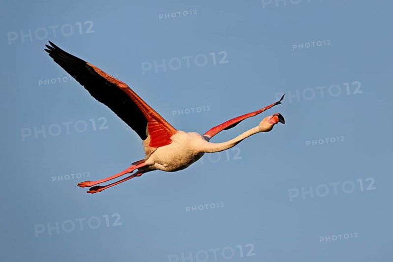 Pink flamingo (Phoenicopterus roseus), in flight, Camargue Regional Nature Park, southern France, France