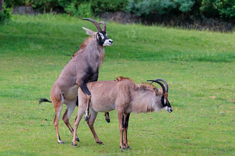 A male is mating with a female roan antelope (Hippotragus equinus) in a green meadow. South Africa