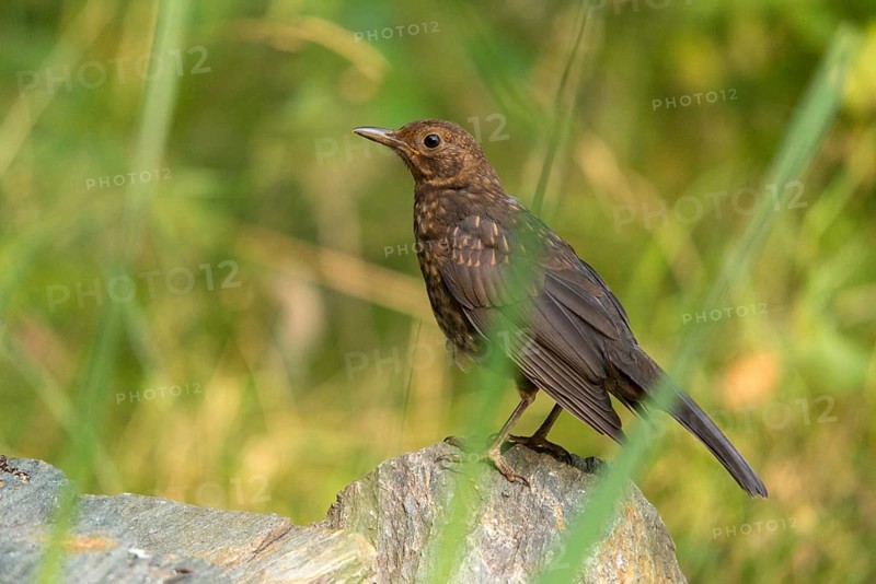 Blackbird, turdus merula, birds, adolescent, juvenile, passeri, songbirds, songbirds, birds