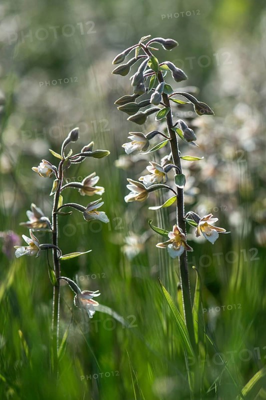 Marsh Helleborine (Epipactis palustris), Emsland, Lower Saxony, Germany