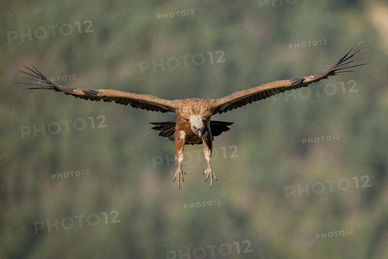 Griffon vulture (Gyps fulvus), approaching, Pyrenees, Spain