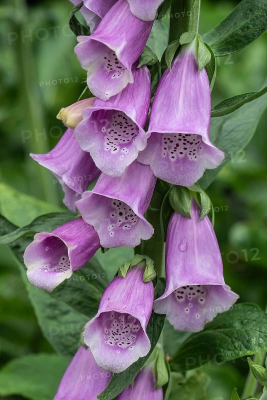 Foxglove (Digitalis purpurea), Emsland, Lower Saxony, Germany