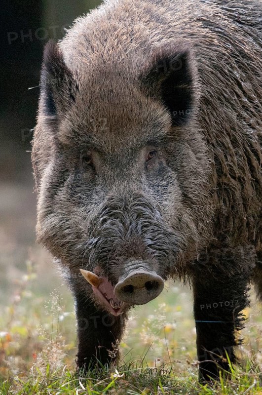 Artiodactyla, even-toed ungulate, cloven-hoofed, wild boar, wild boar, wild boar, high size, portrait format, boar, boars, mammals, rancing season, mammals