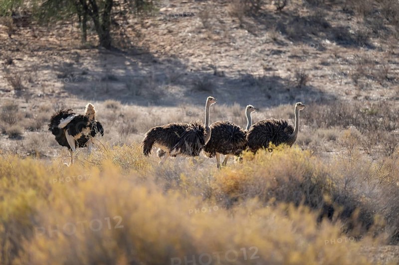Group of common ostriches (Struthio camelus), Kgalagadi Transfrontier National Park, Northern Cape, South Africa