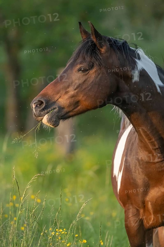 A brown horse with a white spot is standing in a field on a sunny day. He eats grass as he looks around