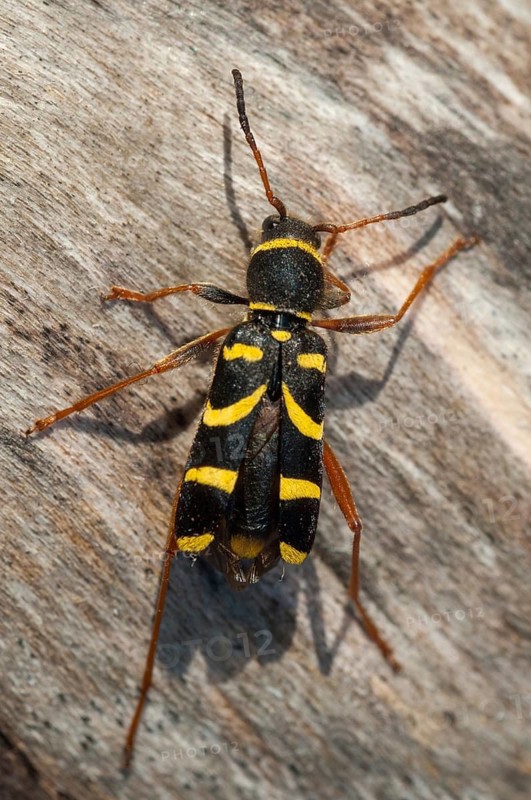 Clytus arietis, common ram ram, ram ram, beetle, longhorn, coleoptera, insects, insects, beetles, wasp beetle
