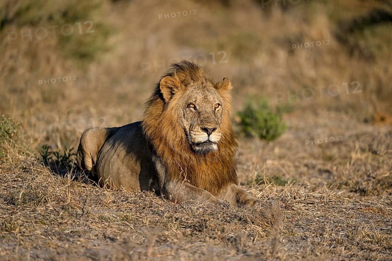 Male lion (Panthera leo) in the southern part of the Okavango Delta near Atzaró Camp, North-West District, Botswana