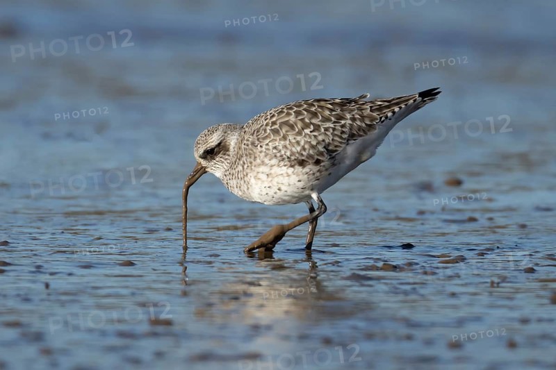 Grey plover (Pluvialis squatarola) adult wading bird in winter plumage pulling a lungworm for food from a mudflat, Norfolk, England, United Kingdom