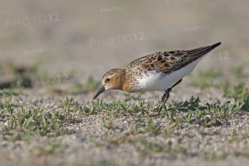 Red-necked Stint (Calidris ruficollis) foraging, Dornod Province, Mongolia