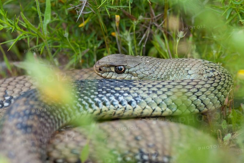 Lizard snake, European lizard snake, Malpolon monspessulanus, Montpellier snake, critters, Extremadura, reptilia, reptiles, snakes, snakes, Spain