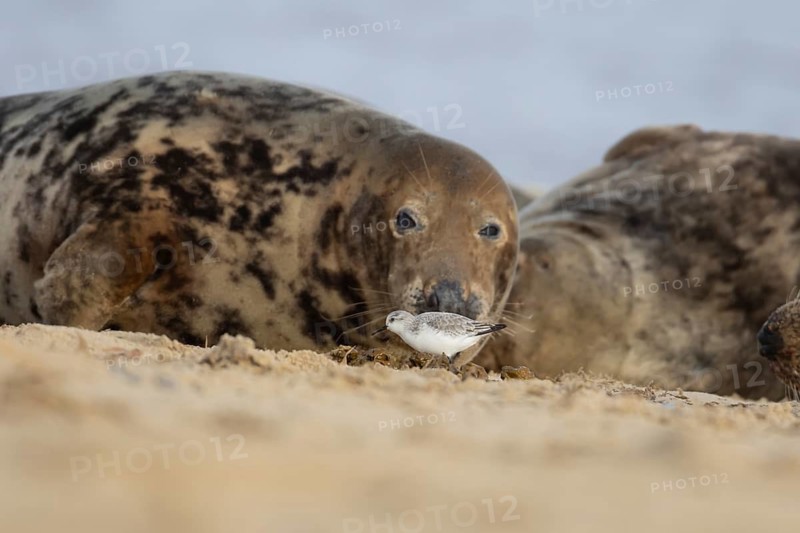 Atlantic grey seal (Halichoerus grypus) adult animal on a beach watching a Sanderling wader bird on the sand, England, United Kingdom