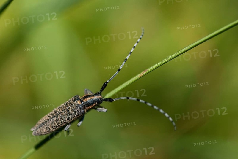 Agapanthia villosoviridescens, golden-bloomed grey longhorn beetle, cockhorn thistle, beetle, longhorn beetle, coleoptera, insects, beetles