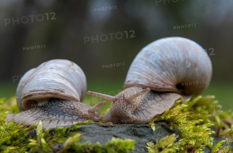 Burgundy snail, helix pomatia, roman snail, gastropod, mollusca, molluscs, snails, snails, molluscs