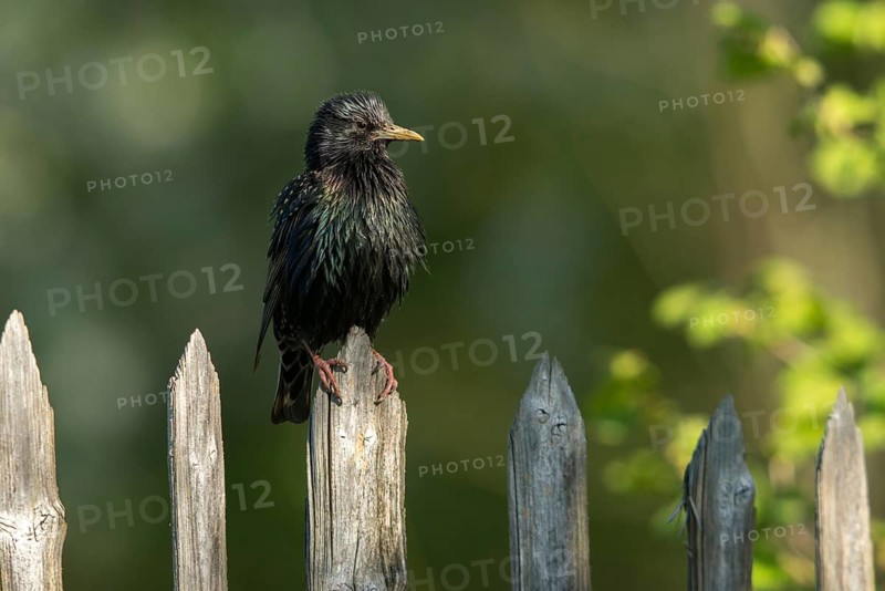 Star, Starling, Sturnus Vulgaris, Birds, Garden, Garden Fence, Garden Fence, Passeri, Songbirds, Birds