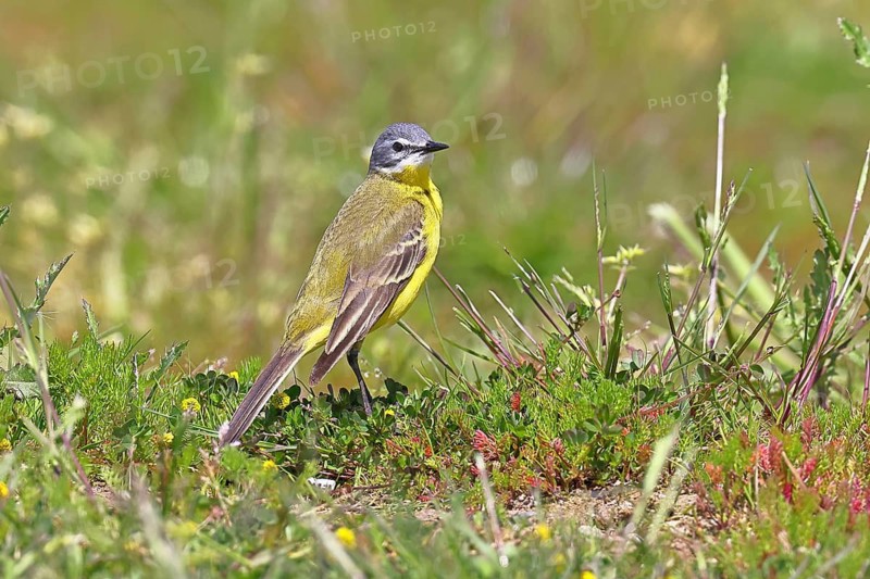 Yellow Wagtail (Motacilla flava) in a meadow, Dümmer, Lake Dümmer, Ochsenmoor, Hüde, Lower Saxony, Germany