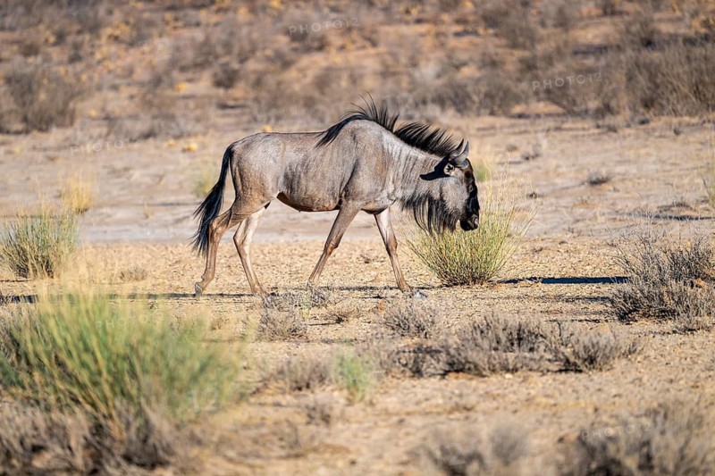 Blue wildebeest (Connochaetes taurinus) in the dry Nossob riverbed, Kalahari Desert, Kgalagadi Transfrontier Park, South Africa