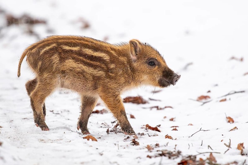 Wild boar (Sus scrofa) in the snow, fresh boar, Melle, Lower Saxony, Germany