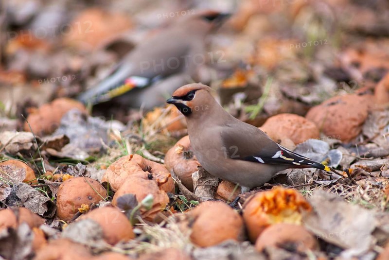 Bombycilla Garrulus, waxwing, birds, fallen fruit, meadow orchard, passeri, songbirds, songbirds, orchard, birds