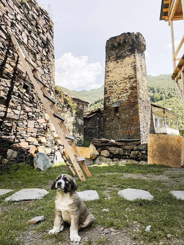 Ushguli Georgia Caucasian Shepherd puppy sitting ancient Svan towers stone village UNESCO heritage site mountain landscape rural life traditional architecture pet animal mountain dog