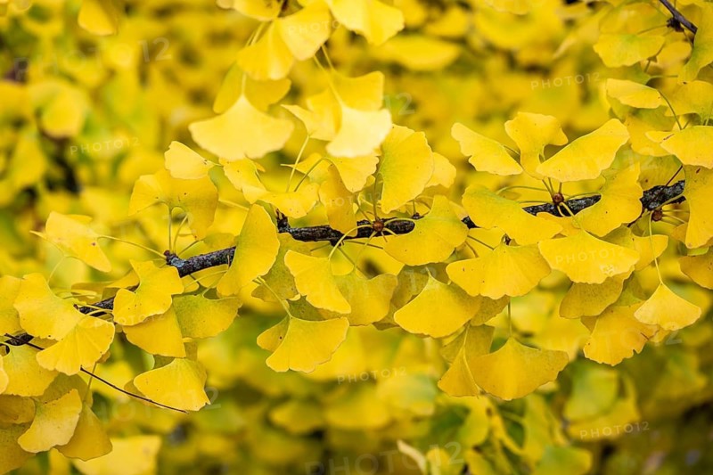 Ginko tree, autumn colors, leaves in autumn, Mirabell Garden, Salzburg, Salzburg state, Austria