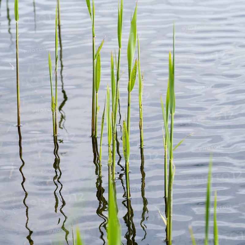 Reeds in water, close-up, Müritz National Park, Mecklenburg Lake District, Mecklenburg-Western Pomerania, Germany