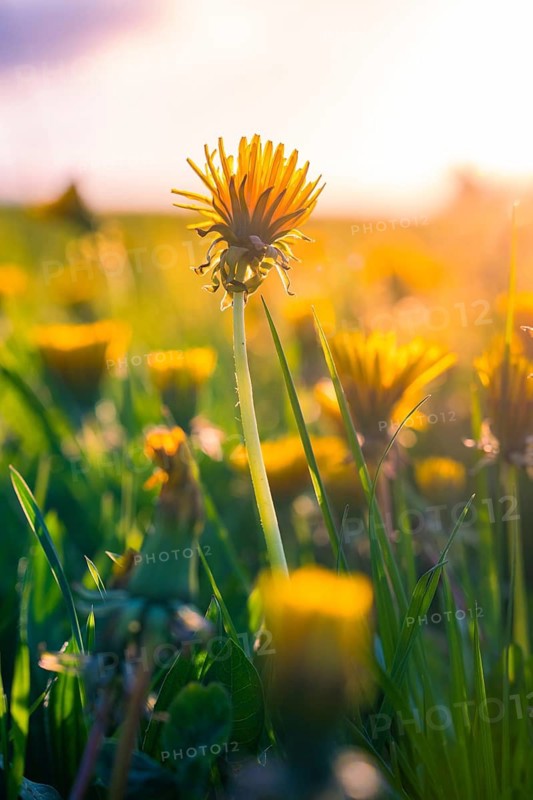Single dandelion standing in a meadow in the golden light of sunset, Gechingen, Heckengäu region, Germany