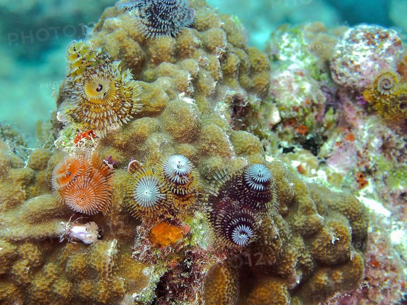 Colourful tube worms, including the Christmas tree worm (Spirobranchus giganteus), clinging to a coral-like structure in vibrant colours, at the John Pennekamp Coral Reef State Park dive site, Key Largo, Florida Keys, Florida, USA