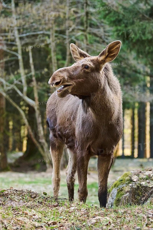 Elk (Alces alces) standing on a meadow on the edge of a forest, Bavaria, Germany