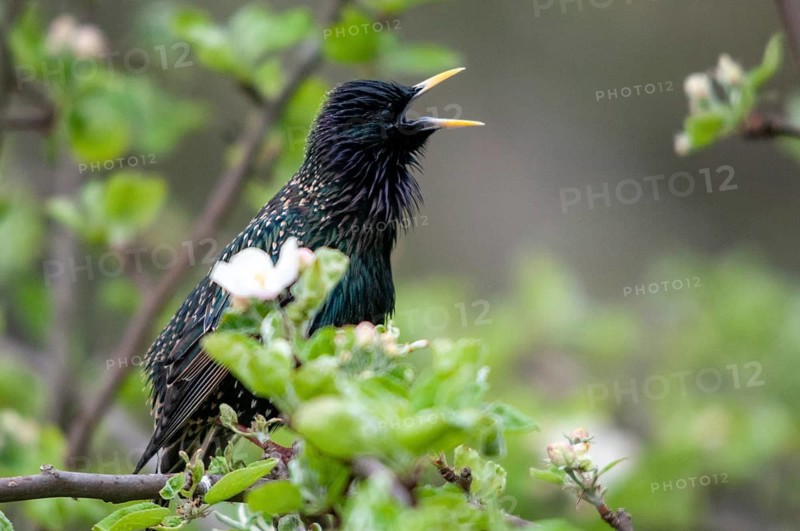 Star, Starling, Sturnus Vulgaris, courtship behavior, birds, courtship display, spring, song, high size, portrait format, meadow orchard, passeri, singing, songbirds, song birds, spring, orchard, birds