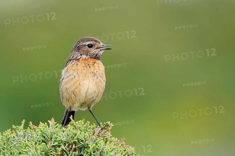 Stonechat (Saxicola rubicola), female, Algarve, Portugal