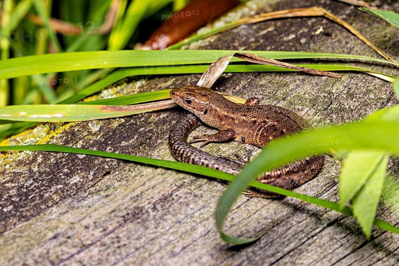 A lizard is resting on a piece of wood, surrounded by green grasses and plants, a forest lizard near Herleshausen in Germany (Zootoca vivipara)