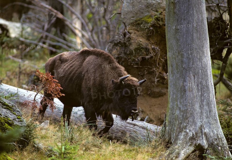 Artiodactyl, bison bonasus, European bison, even-toed ungulate, cloven-hoofed, bison, mammals, mammals