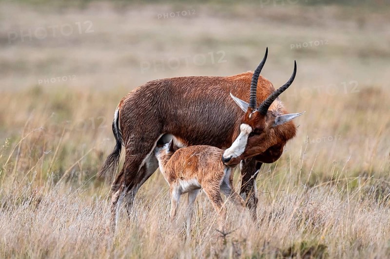 Blessbuck (Damaliscus pygargus phillipsi), female, adult with suckling young, Mountain Zebra National Park, Eastern Cape, South Africa
