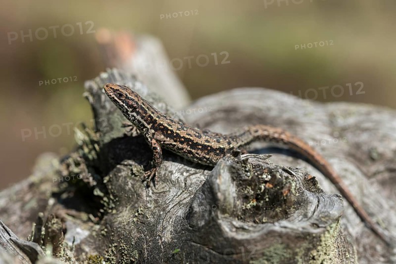 Mountain lizard, Lacerta vivipara, bog lizard, viviparous lizard, zootoca, common lizard, critters, lizards, lizards, reptiles