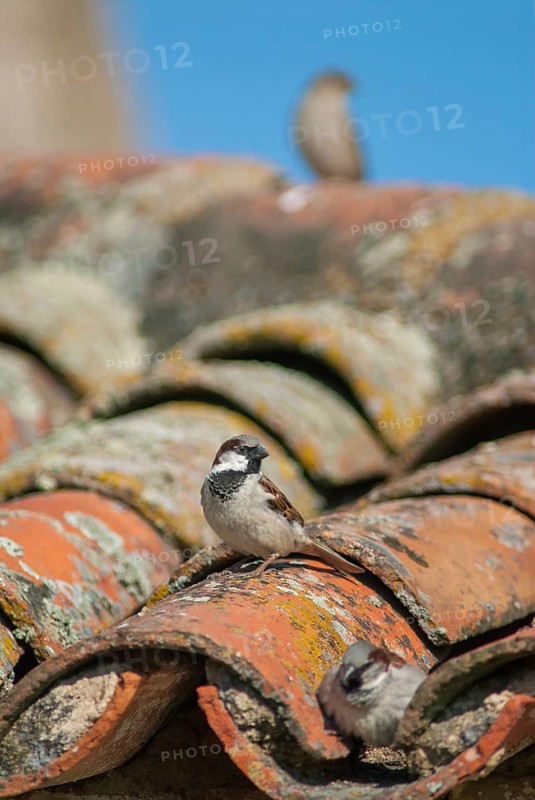 House sparrow, passeri, songbirds, extremadura, sparrow, birds, extremadura, high size, portrait, male, passeri, songbirds, Spain, sparrow, sparrow, sparrow, sparrow, sparrow, birds