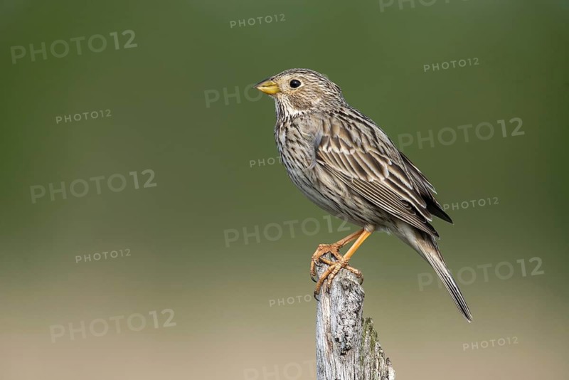Brandenburg, Corn Bunting, Germany, Emberiza Calandra, Corn Bunting, Miliaria Calandra, Nabu, Nabu Project, National Natural Heritage, Grünhaus Nature Paradise, Post-Mining Landscape, Birds, Grünhaus, Passeri, Songbirds, Birds