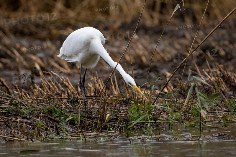 Great White Egret (Egretta alba) Germany