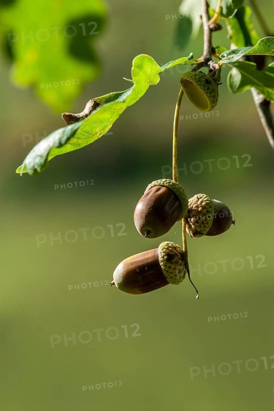 Beech plants, English oak, European oak, fagaceae, quercus robur, autumn, common oak, acorn, flora, fruits, autumn, high size, portrait format, pedunculate oak, plants, plants, pedunculate oak, tree
