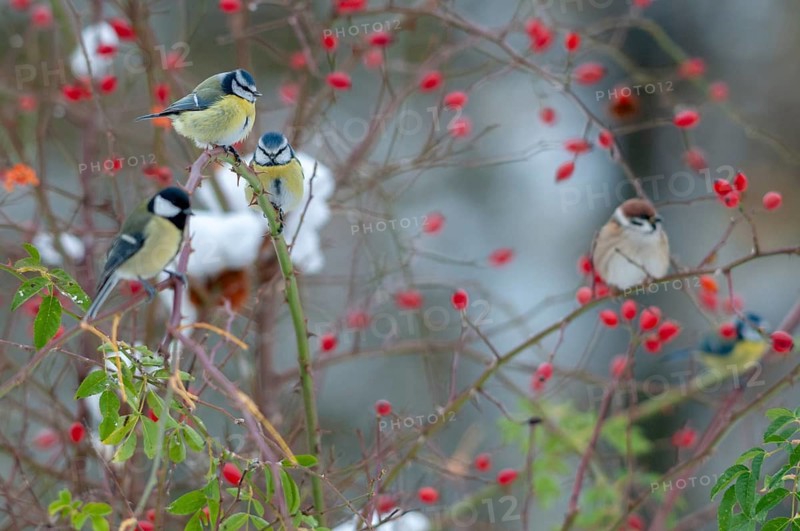 Blue tit, great tit, dog rose, great tit, parus caeruleus, parus major, rosa canina, rosaceae, rose family, autumn, birds, dog rose, flora, rose hips, autumn, tits, passeri, plants, snow, songbirds, snow, songbirds, tits, birds
