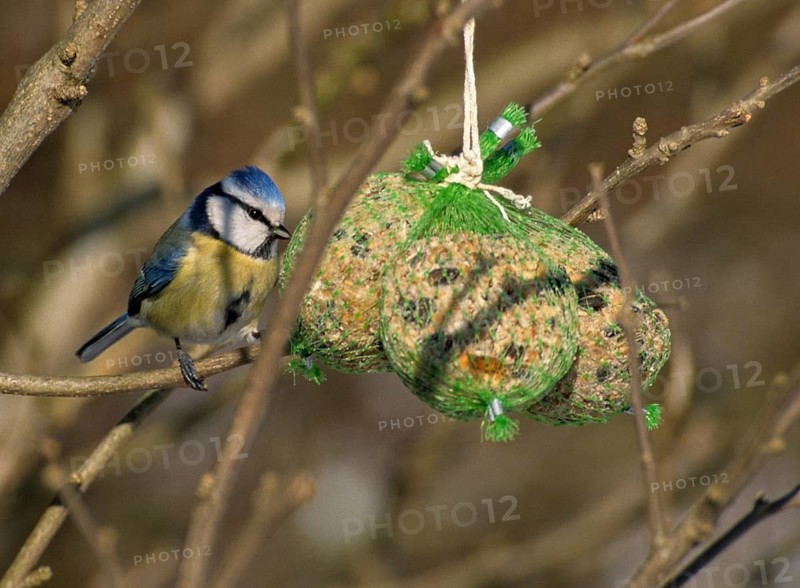 Blue tit, parus caeruleus, birds, garden, tit, passeri, songbirds, songbirds, tits, birds, winter feeding